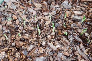 Green onion sprout is growing