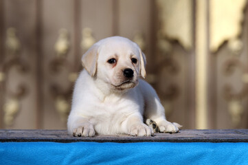 the labrador puppy on a blue background
