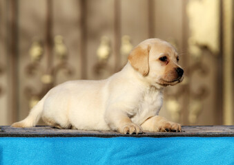 a labrador puppy on a blue background