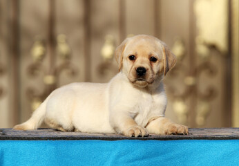 labrador puppy on a blue background