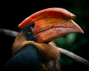 Rufous hornbill