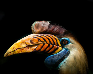 Knobbed hornbill
