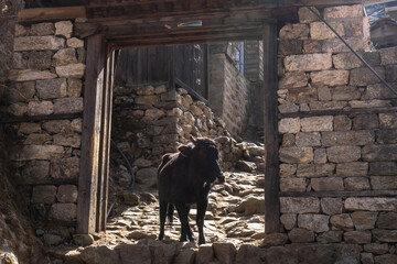 Cow in a gate at Himalayan town