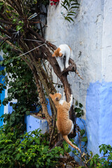 Chefchaouen gatti