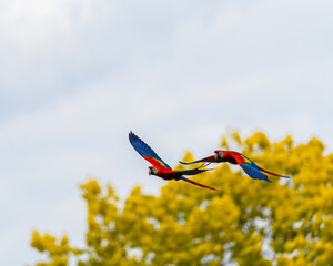 Macaw