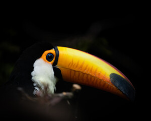 Big toucan