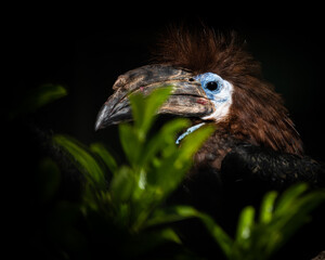 Black-casqued hornbill