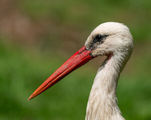 Stork