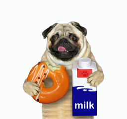 The pug dog is holding a orange bitten donut and a milk carton box. White background. Isolated.