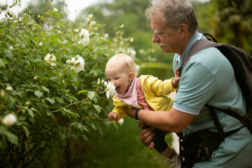An elderly man holds his granddaughter in his arms to smell the pion flowers. Generational bonding....