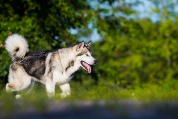 dog runs sideways, alaskan malamute