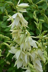 Blüten der Palmlilie - Yucca