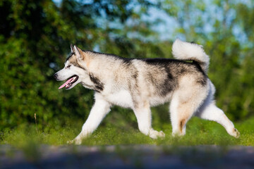dog for a walk, alaskan malamute