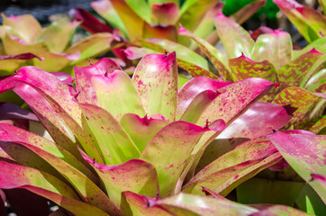  close up colorful bromeliad for background.