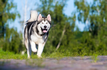 dog on green grass in summer, alaskan malamute