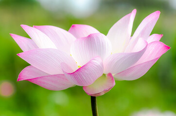 Beautiful full bloom pink lotus flowers with blur green background