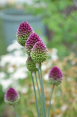 Kleiner Zierlauch mit Regenfass im Hintergrund