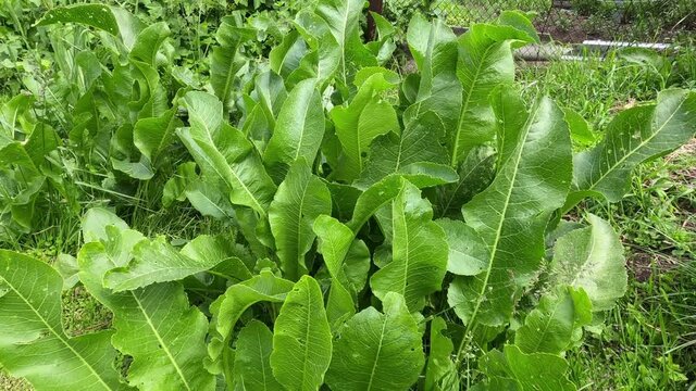 Bush green plant horseradish. Horseradish leaves and root are essential ingredients for preserving and pickling vegetables and mushrooms.