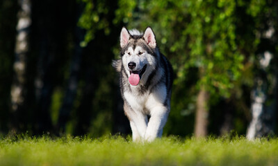 dog for a walk in summer, alaskan malamute