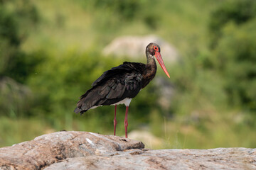 Cigogne noire,.Ciconia nigra, Black Stork