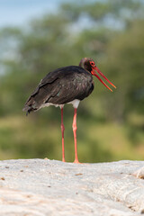 Cigogne noire,.Ciconia nigra, Black Stork
