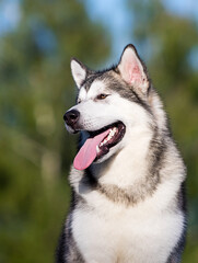 dog looking sideways, alaskan malamute