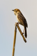 Cisticole à sonnette,.Cisticola tinniens, Levaillant's Cisticola