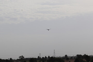 bird view at sky,sky,birds,fly,