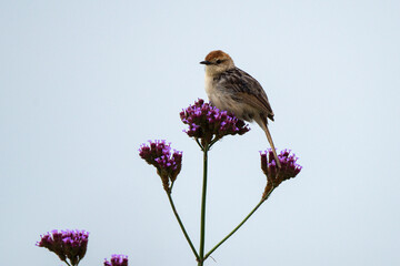 Cisticole à sonnette,.Cisticola tinniens, Levaillant's Cisticola