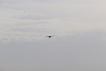 bird view at sky,sky,birds,fly,