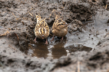 Combassou noir,.Vidua funerea, Dusky Indigobird