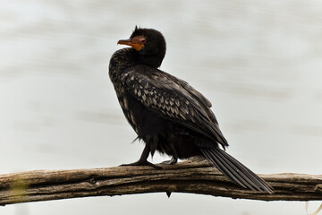 Cormoran couronné,.Microcarbo coronatus, Crowned Cormorant