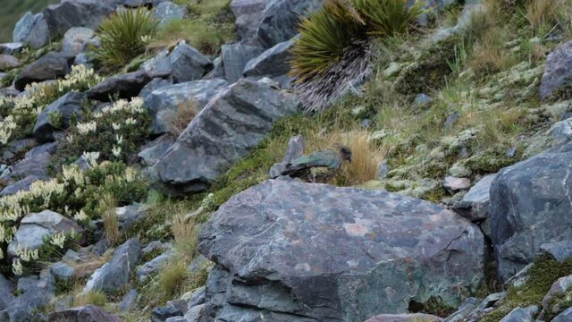 Rare Kea alpine parrot running on rocks in Mount Cook National Park in the South Island of New Zealand