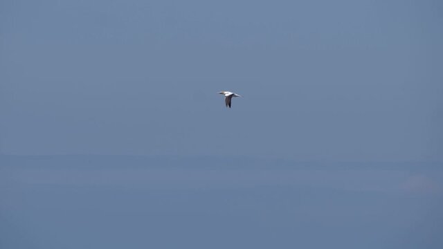 Ultra slow motion shot of single seagull flying on clear blue sky in summer