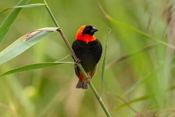 Euplecte ignicolore,.Euplectes orix, Southern Red Bishop, Afrique du Sud