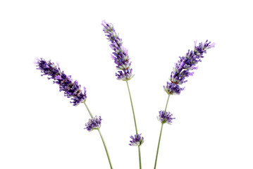 Three fresh lavender isolated on white background .Studio shot. 