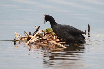 Foulque caronculée, Foulque à crète, .Fulica cristata, Red knobbed Coot