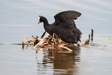 Foulque caronculée, Foulque à crète, .Fulica cristata, Red knobbed Coot