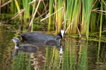 Foulque caronculée, Foulque à crète, .Fulica cristata, Red knobbed Coot