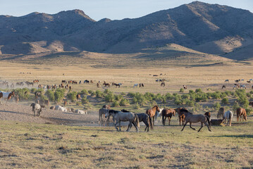 Fototapeta na wymiar Wild Horses in Spring in the Utah Desert 