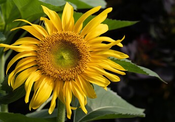 Obraz premium Brilliant yellow sunflower radiating hope and sunshine in a small midwest garden.