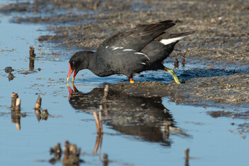 Gallinule poule d'eau,.Gallinula chloropus, Common Moorhen