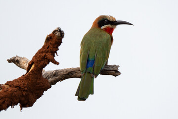 Guêpier à front blanc,.Merops bullockoides, White fronted Bee eater