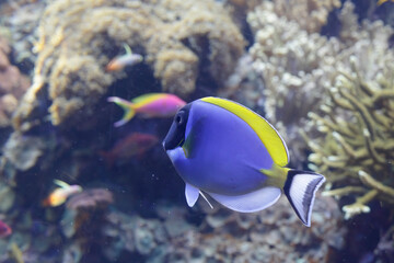 Fototapeta na wymiar Tropical blue fish