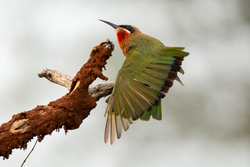 Guêpier à front blanc,.Merops bullockoides, White fronted Bee eater