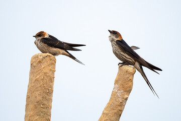 Hirondelle striée,.Cecropis abyssinica, Lesser Striped Swallow © JAG IMAGES