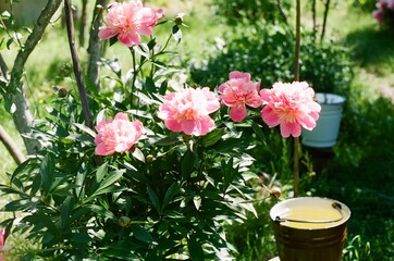 Pink peonies
