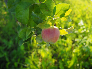 Pink apple on a branch in the sun