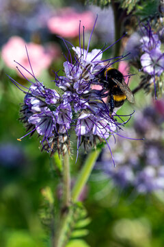 Bartblume mit Biene