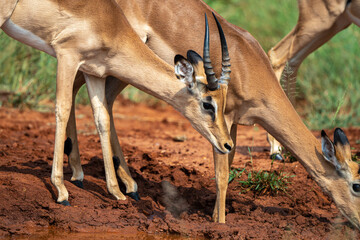 Impala, femelle, Aepyceros melampus